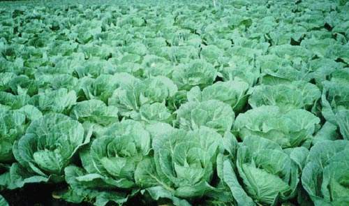 Cabbages ready for the harvest.