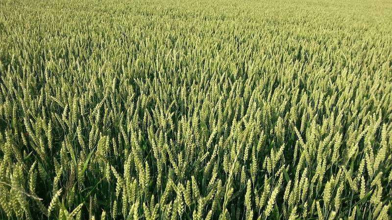 Grain field