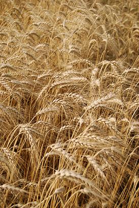 Wheat field