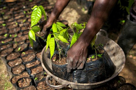 Mondelez International's cocoa initiative