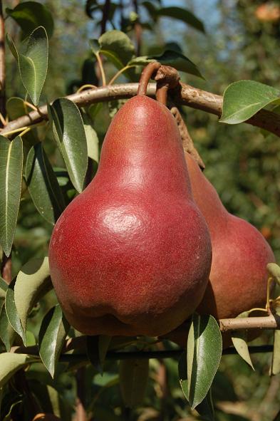 Falstaff Pear