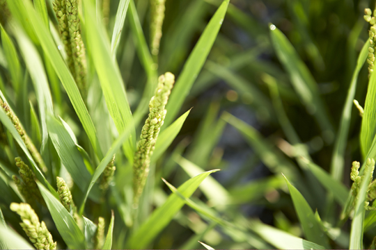 Rice panicle